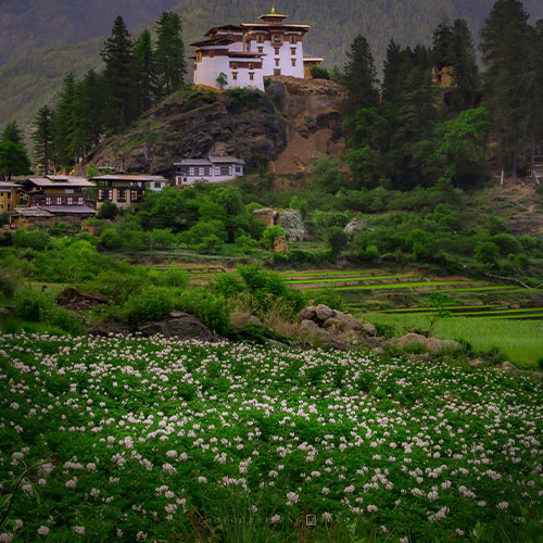 Gangtey Valley